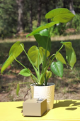Plante intelligente